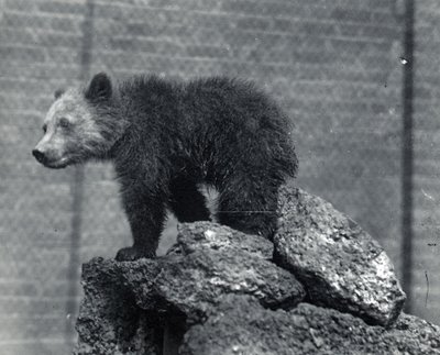 Oso pardo cachorro de Frederick William Bond